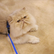 Illustration for article titled Meet Cats With Attitude At Meet The Breeds